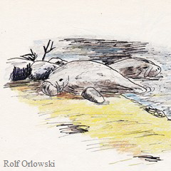 a_036_Tiere_2 a_036_Tiere_2