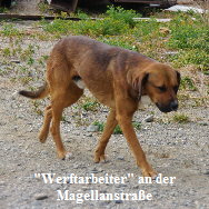 Hunde_03