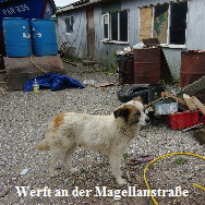 Hunde_06