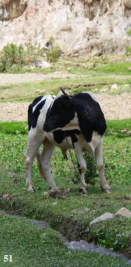 ORLO4600 ORLO4600