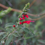 ORLO4605 ORLO4605