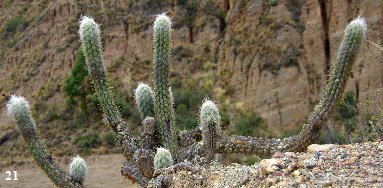 ORLO4612 ORLO4612